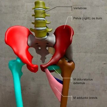 Obturatorius externus мышца