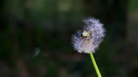 Ultra Close-up of Dandelion with dew drops Stock Footage 231548066