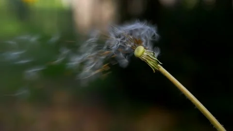 Ultra Close-up of Dandelion Stock Footage 231548050
