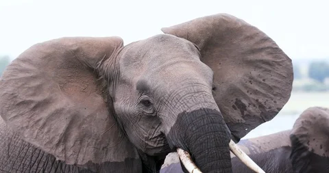 Ultra Close-up front view of a an elephant looking at camera, Zimbabwe Stock Footage 112617759