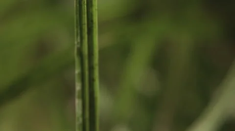Ultra close up from grass in slowmotion Stock Footage 68145571