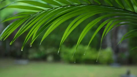 Ultra close-up of a palm leaf under tropical rain. Rain drips on tropical plants Stock Footage 268872650