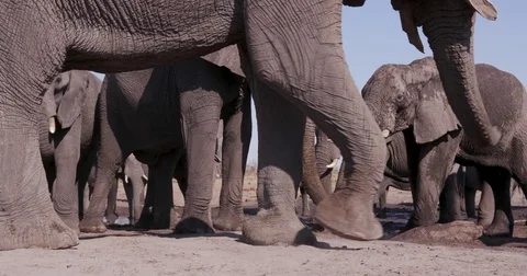 Ultra close-up of a small group of elephants drinking at a waterhole, Botswana Vídeo Stock 85250696
