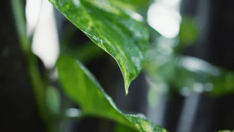Ultra close-up of vine leaf with drops of rainwater flowing down it. Dewy Video stock 266889139