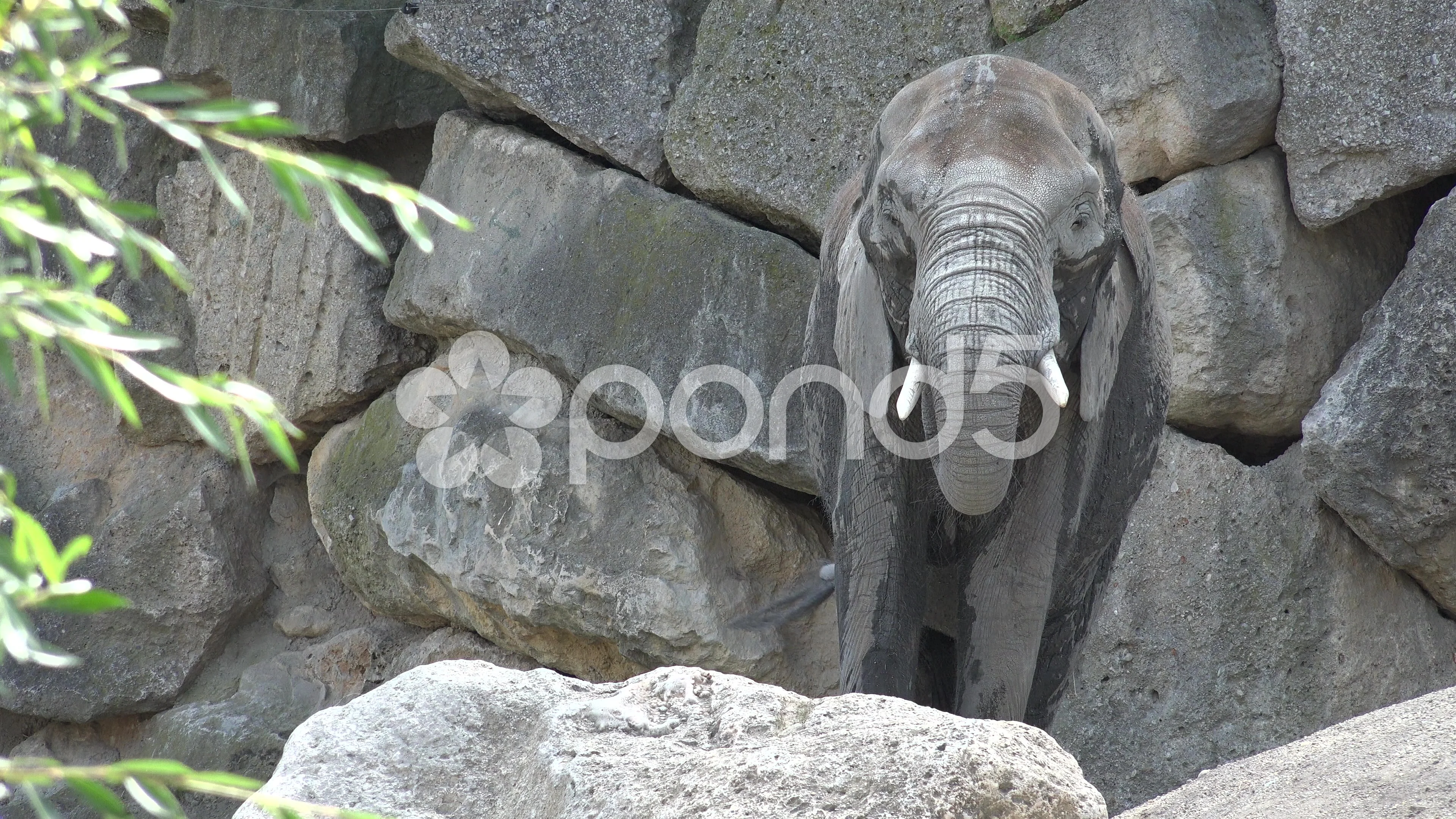 Elephant Desktop Wallpaper (78+ pictures)