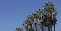 Ultra HD 4K Beautiful Palm Trees Along Sunset Strip Boulevard, Hollywood, USA 4k or 4k+ Resolution