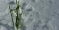 Ultra HD 4K Beautiful Snowdrop Flowers in Snow, Spring Season, Cold Mountain 4k or 4k+ Resolution