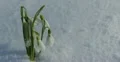 Ultra HD 4K Beautiful Snowdrop Flowers in Snow, Spring Season, Cold Mountain 4k or 4k+ Resolution