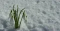 Ultra HD 4K Beautiful Snowdrop Flowers in Snow, Spring Season, Cold Mountain 4k or 4k+ Resolution