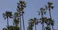 Ultra HD 4K Beverly Hills, Palm Trees, Santa Monica BLVD, Los Angeles, USA 4k or 4k+ Resolution