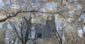 Ultra HD 4K Blooming Cherry Trees in Central Park New York City, Skyscrapers NYC 4k or 4k+ Resolution