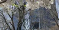 Ultra HD 4K Blooming Cherry Trees in Central Park New York City, Skyscrapers NYC 4k or 4k+ Resolution