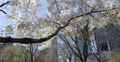 Ultra HD 4K Blooming Cherry Trees in Central Park New York City, Skyscrapers NYC 4k or 4k+ Resolution