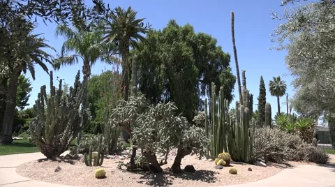 Ultra HD 4K Cactus Stock Footage 45362735
