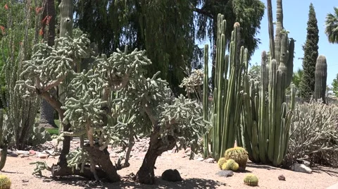 Ultra HD 4K Cactus Stock Footage 45362866