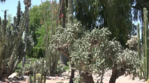 Ultra HD 4K Cactus Stock Footage 45363099
