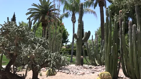 Ultra HD 4K Cactus Stock Footage 45363394