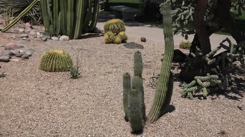 Ultra HD 4K Cactus Stock Footage 45363546