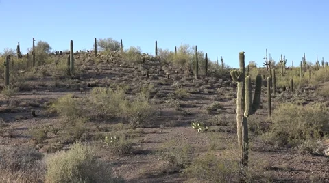 Ultra HD 4K Cactus Video stock 45405703