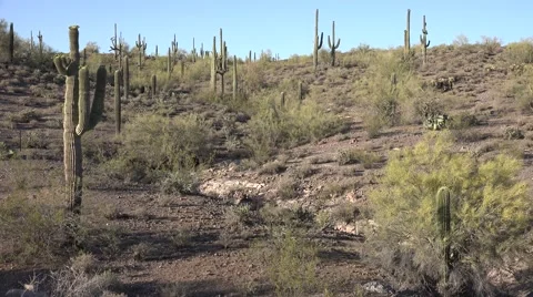 Ultra HD 4K Cactus Stock Footage 45405709