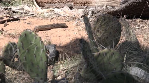 Ultra HD 4K Cactus Video stock 45532298