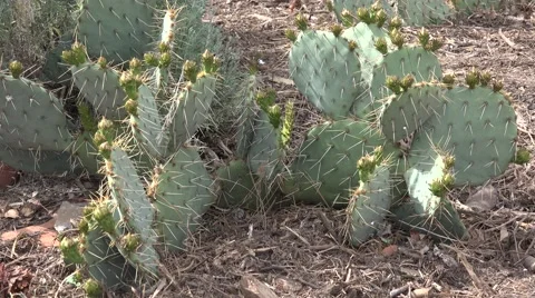 Ultra HD 4K Cactus Stock Footage 45976181