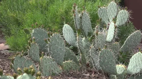 Ultra HD 4K Cactus Stock Footage 45976201