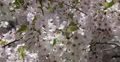 Ultra HD 4K Central Park New York City Cherry Trees Blossom Flowers Nature NYC 4k or 4k+ Resolution