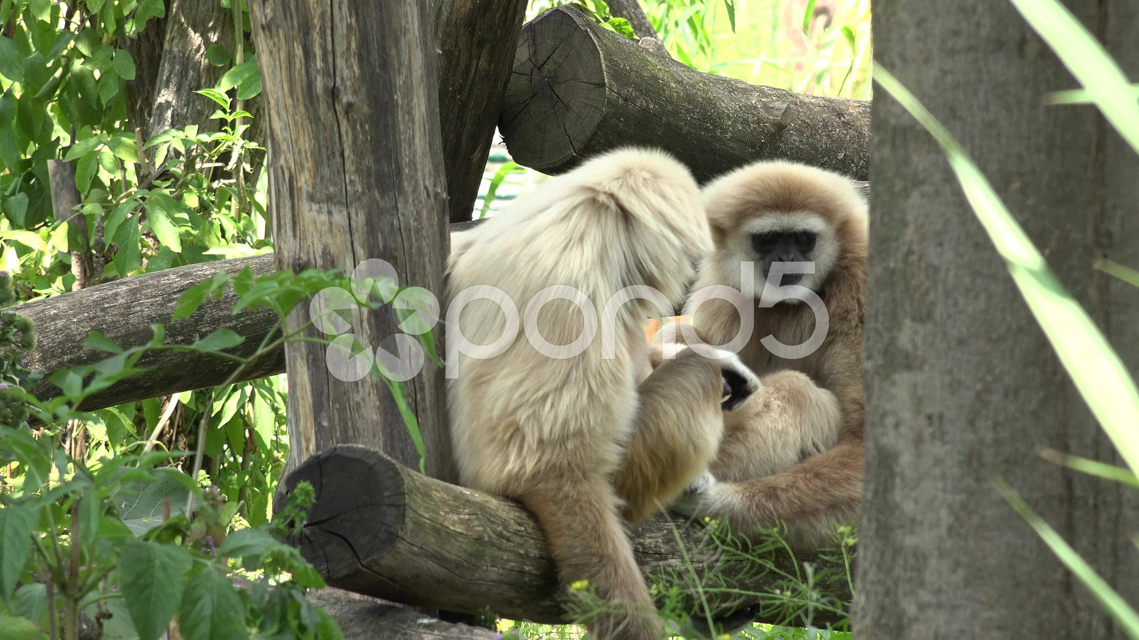 HD wallpaper gibbon zoo planckendael monkey mammal grass animal  wildlife  Wallpaper Flare