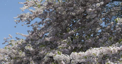 Ultra HD 4K Early Spring Central Park New York City Skyline Cherry Trees Bloom Stock Footage 32361713
