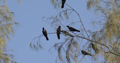 Ultra HD 4K Flock Crows Ravens Black Birds Sitting Branch Tree Fly Flight Flying 스톡 동영상 35308426