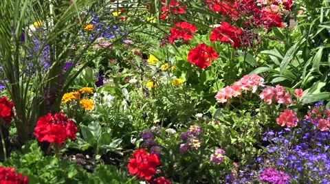 Ultra HD 4K Flower Background Stock Footage 45361895