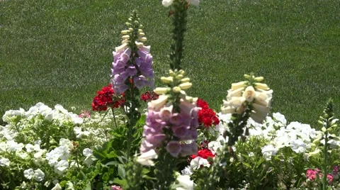 Ultra HD 4K Flower Background Stock Footage 45361955
