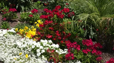 Ultra HD 4K Flower Background Stock Footage 45364205