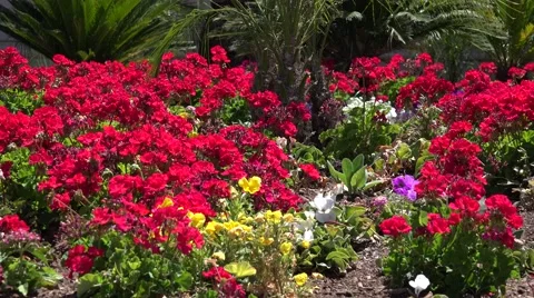 Ultra HD 4K Flower Background Stock Footage 45364292
