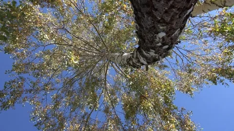 ULTRA HD 4K Forest tree trunk sunny day large crown green leaf blue sky woodland Stock Footage 44808785