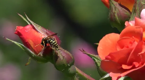 ULTRA HD 4K Insect bee gather pollen honey orange rose flower summer season day  Stock Footage 41681608