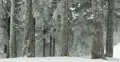 Ultra HD 4K Man Tourist walking in Wood, Winter Landscape, Beautiful Mountains 4k or 4k+ Resolution