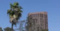 Ultra HD 4K Palm Trees, Highrise Office towers, Downtown Los Angeles, USA 4k or 4k+ Resolution