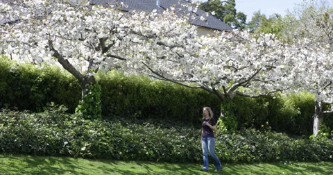 Ultra HD 4K Pan left young blonde woman walking cherry tree orchard garden park  Stock Footage 32247062