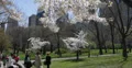 Ultra HD 4K People Walking NYC Central Park, Cherry Trees Spring New York City 4k or 4k+ Resolution