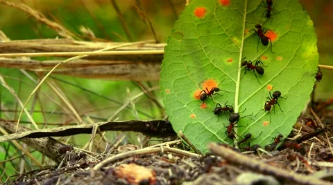 ULTRA HD 4K real time shot,wild red ants build their anthill Stock Footage