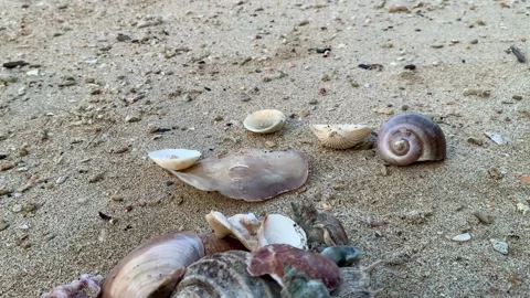Ultra HD 4K Real-Time Close-Up of Colorful Seashells on Sandy Shore Stock Footage 339050412