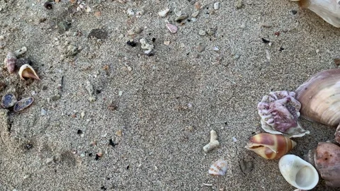 Ultra HD 4K Real-Time Close-Up of Assorted Seashells on Sandy Shore Stock Footage 339050441