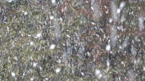 ULTRA HD 4K Snow flake fall heavy storm forest tree wood place blizzard day Xmas Video stock 44814433