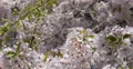 Ultra HD 4K Spring Central Park New York City Cherry Tree Blooming Urban Life 4k or 4k+ Resolution