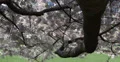 Ultra HD 4K Spring Central Park New York City Cherry Trees Bloom Season Sunshine 4k or 4k+ Resolution