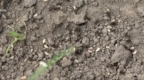 ULTRA HD 4K Timelapse ant carry eggs ground colony insect work day wild animal  Video stock 41680962