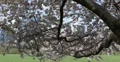 Ultra HD 4K UHD Central Park New York City Towers Cherry Trees Blossoming Meadow 4k or 4k+ Resolution