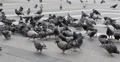 Ultra HD 4K UHD Flock Domestic Pigeon Birds Feeding Street Pavement Paved Ground 4k or 4k+ Resolution